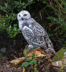 Fototapeta premium The snowy owl, Bubo scandiacus