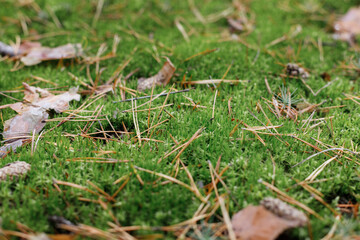 green moss with pine needles in the forest. background