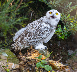 The snowy owl, Bubo scandiacus