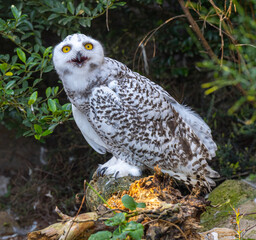The snowy owl, Bubo scandiacus