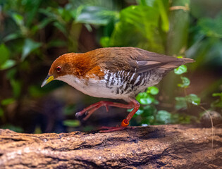 Red-and-white Crake (Laterallus leucopyrrhus) looks for food