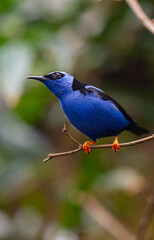 Red-legged Honeycreeper male (Cyanerpes cyaneus) perched on a branch