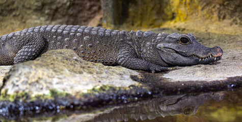 Dwarf-Crocodile-(Osteolaemus-letraspis)