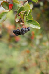 black berries in autumn close-up. vertical background