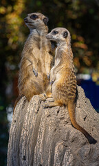 Meerkat or Suricate (Suricata suricatta) keeps watch on a stone