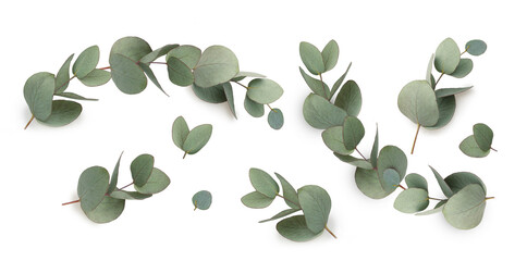 Green leaves eucalyptus isolated - obrazy, fototapety, plakaty