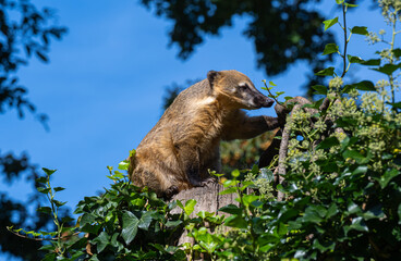 South American coati or ring-tailed coati (Nasua nasua)