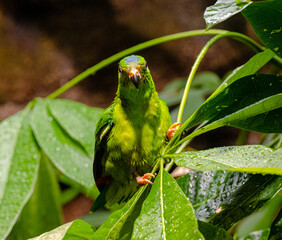 Blue-Crowned Hanging Parrot on Branch