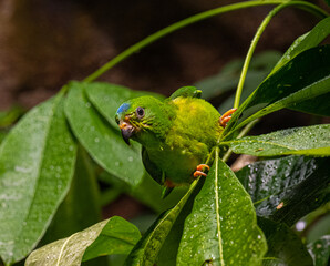 Blue-Crowned Hanging Parrot on Branch