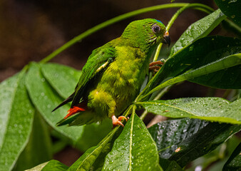 Blue-Crowned Hanging Parrot on Branch