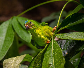 Blue-Crowned Hanging Parrot on Branch