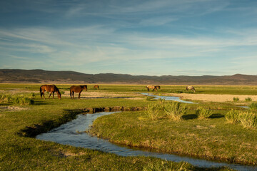 Mono Lake wild horses grazing in the morning behind the lilies, California, USA, with cloudless...