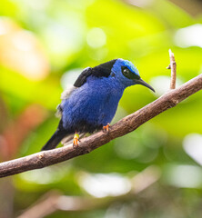 Red-legged Honeycreeper male (Cyanerpes cyaneus) perched on a branch