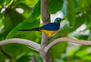 Golden breasted Starling, Cosmopsarus regius, Glossy Starling. Living in Somalia, Ethiopia, Eastern Kenya, Northeast Tanzania.