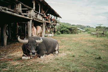 black buffalo eating grass They are agricultural pets of rural areas of Thailand.