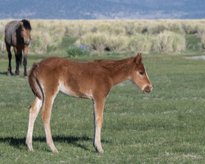 Bay horse at Mono Lake, wild colt, close-up