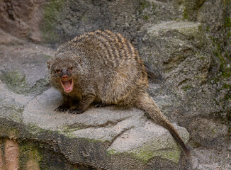 Banded mongoose (Mungos mungo colonus)