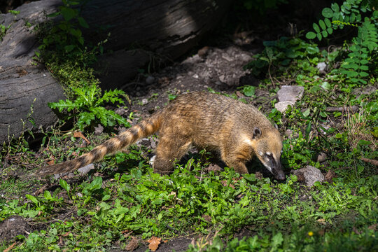South American coati or ring-tailed coati (Nasua nasua)