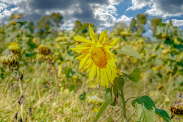 sunflower in the field