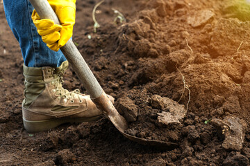 A worker digs the ground in the garden. A man in jeans and yellow gloves holds a shovel with earth, close-up