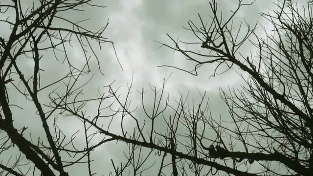 silhouette tree branch n twig in dark scary fog cloud sky