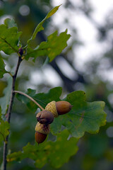 acorns on an oak branch in mid-autumn