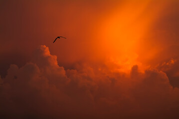 Fototapeta na wymiar Dramatic orange cloudscape with silhouette of a bird