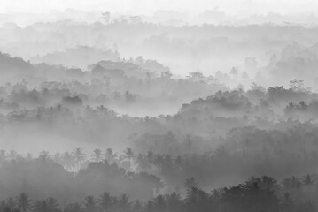 Tropical forest on a foggy morning
