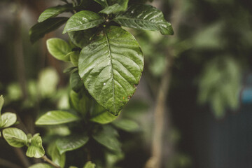 close up of a green leaves