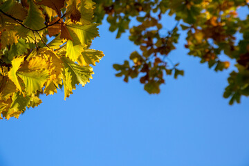 Autumn background. Yellow oak leaves on a blue sky background with copy space.