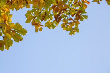 Autumn background. Yellow oak leaves on a blue sky background with copy space.