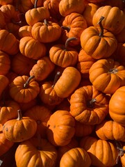 pile of pumpkins