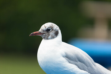 Portrait of a common gull or european Herring Gull, Close up.