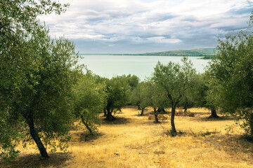 Olive trees in the Isola Maggiore, Trasimeno Lake, Tuoro sul Trasimeno, Umbria, Italy. - obrazy, fototapety, plakaty