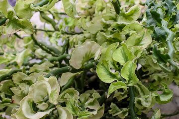Fototapeta na wymiar lettuce growing in a garden