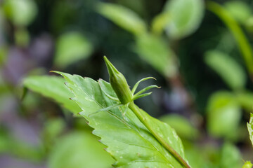 close up of green leaves