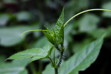 close up of green leaves