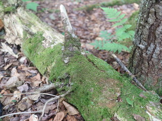 lizard in the forest