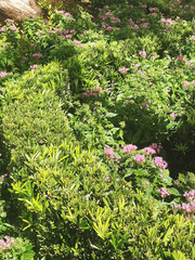 green bush in the garden