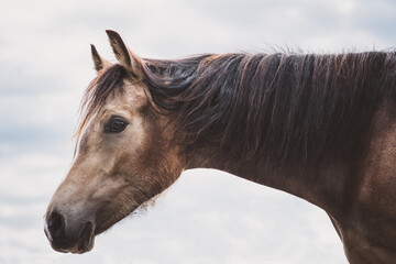 Deutsches Reitpony / J&auml;hrling