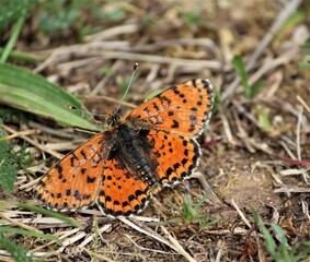 papillon orange à point noirs, petite violette, insecte, coloré, faune, nature, gros plans, ailes, antennes, lepidoptera, été