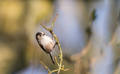 Long-tailed tit, Aegithalos caudatus, single bird on branch perched vertically