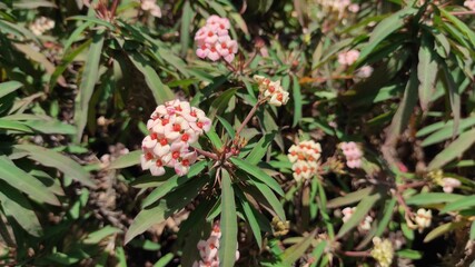 Photo of ornamental plants growing along the fence on the side of the highway in the Cikancung area, Indonesia