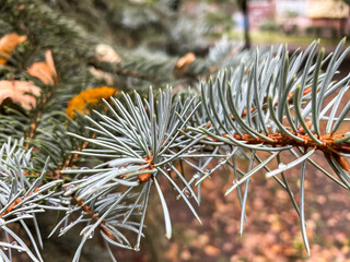 Naklejka na ściany i meble Close up of the pine tree green needles in autumn.