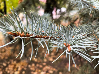 Naklejka na ściany i meble Close up of the pine tree green needles in autumn.