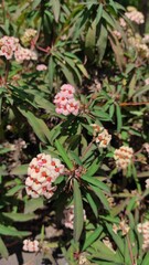 Photo of ornamental plants growing along the fence on the side of the highway in the Cikancung area, Indonesia