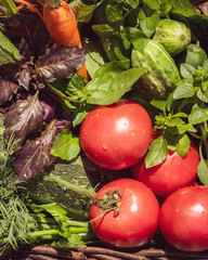 Selected focus, vegan, summer composition with local, farm vegetables in a basket: tomatoes, cucumbers, zucchini, carrots, parsley, dill and basil. Seasonal vegetables are sustainable, mindful eating