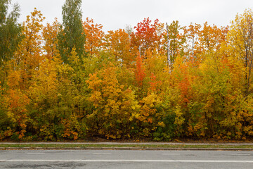 Autumn landscape. The view across the road, the sunlight falls on a red-yellow-green grove of trees and shimmers with gold. Beautiful autumn. Colors of autumn. Gray sky.