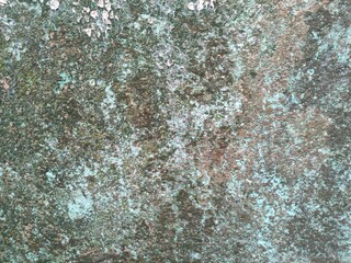 Moss and algae all over the wall texture background