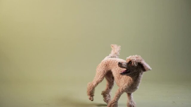the poodle is playing, having fun. dog indoors. happy pet against the background of a green wall 